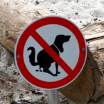 6 Effective Ways to Keep Your Home Clean When You Have Dogs